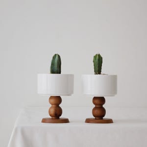 용신목 우드스탠드 귀여운 미니선인장 다육이화분세트