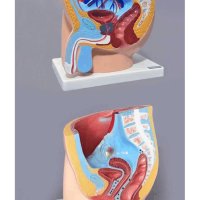 인체해부모형 남성 여성 골반 생식기 방광 요도 모형