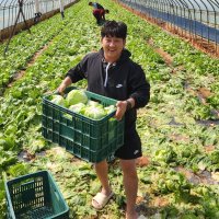 국내산 양상추 12통 산지직송 개별포장