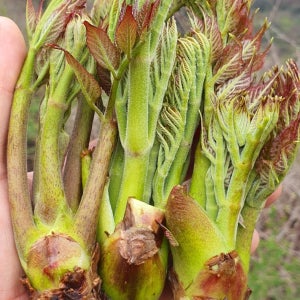 (예약)2026 자연산 두릅 참두릅 첫순 산두릅 산약초팜 직영 2kg, 1개