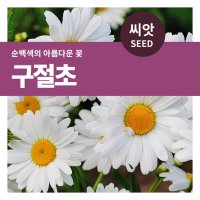 구절초 씨앗 1000립 마이플랜트