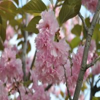 겹벚나무 벚꽃나무 묘목1년생 50cm내외 (하묘)