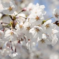 왕벚나무 묘목 벚꽃나무 1년생 1m80