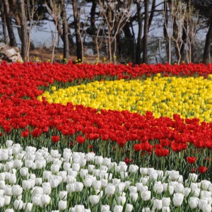 04/25일 출발~ [당일]태안 세계튤립꽃 박람회+개심사 벚꽃