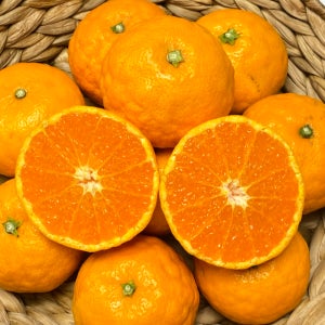 제주 초고당도 설국향 신비향 수라향 카라향 진지향 사백일향 3kg 5kg 10kg 못난이