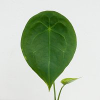 안스리움 포게티 그린 Anthurium forgetii green 나오식 naosik