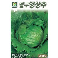 양상추키우기 씨앗 효능 2000립 다농 봄여름파종