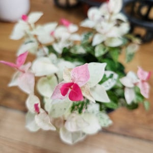 초설 오색마삭줄 공기정화식물 화사한잎 넝쿨 행잉