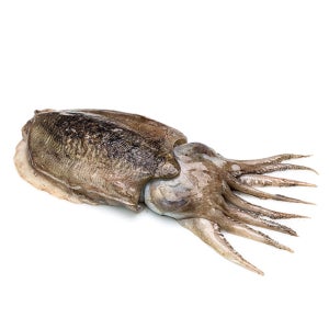 갑오징어 9kg (손질X 라운드) 300/500 500/700 700/1000 급냉 냉동