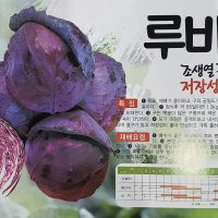 양배추모종/적양배추 모종 20포기