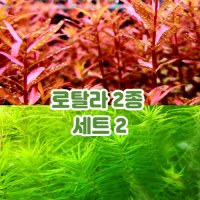 수초주인장 로탈라 2종 세트 2 총 15촉 (블러드레드 7촉, 드와프그린 8촉)