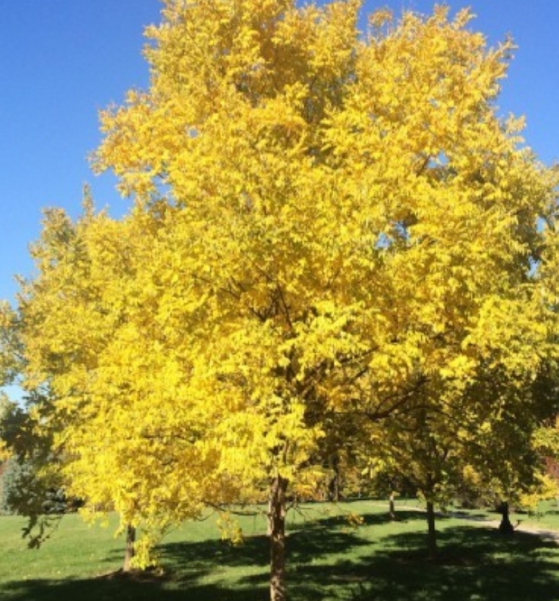 황금<b>회화나무</b> 묘목 접목1년특묘