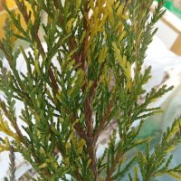 블루헤븐 블루앤골드 단품 Juniperus x media ’Blue & Gold’ 두꺼운 울타리용 사생활보호