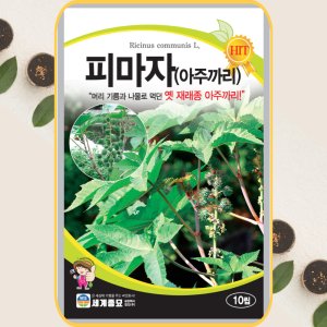 피마자 씨앗 아주까리 종자 10립