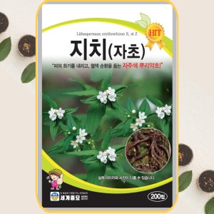 지치씨앗 자초 씨앗 지초 종자 200립