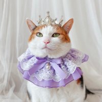 라벤더 레이스 쉬폰 스카프 케이프 고양이 강아지 옷 목걸이 생일 사진 웨딩 선물 Miyopet