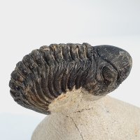 (MG28) 고생대 리돕스 삼엽충 화석 / Reedops Trilobite 모로코 삼엽충 전시 학습 / 루페우스