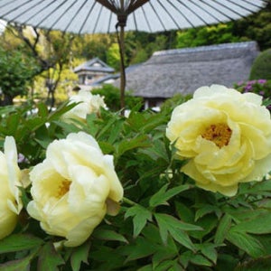 목단나무 묘목 황관 3-4지 작약 꽃나무 (개화주) 목단 묘목 모란