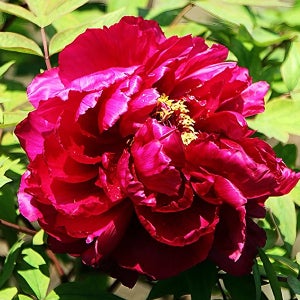 목단나무 묘목 화왕 3-4지 작약 꽃나무 (개화주) 목단 묘목 모란