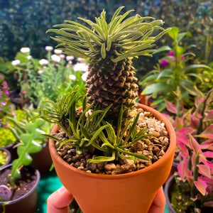 미미네아쿠아 선인장 키우기-괴마옥 (중)