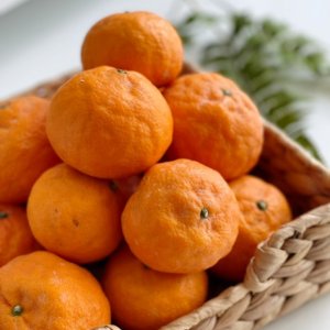 카라향 3kg 5kg 10kg 선물용 가정용 고당도 서귀포 산지직송