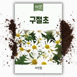 야생화 꽃씨 구절초 씨앗 1000립 구일초 선모초 고뽕 국화과 여러해살이 다년생