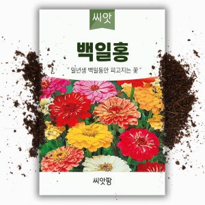 야생화 꽃씨 백일홍 씨앗 150립 백일초 국화과 한해살이 일년생