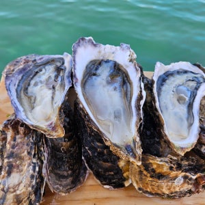 생산자 직송 통영석화 각굴 세척 제철 생굴