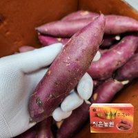 [가락시장 직발송] 지은농원 꿀고구마 베니지민 베니하루카 1.5kg / 5kg / 10kg