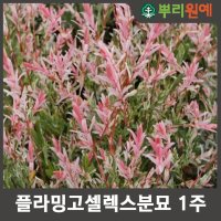 플라밍고셀렉스분묘 1주 hsc