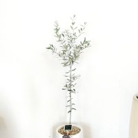 올리브나무E(화이트무광테라조 높이 130cm)