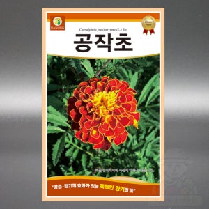 다농 공작초 100립 야생화 국화 꽃 공작초 씨앗 씨 종자