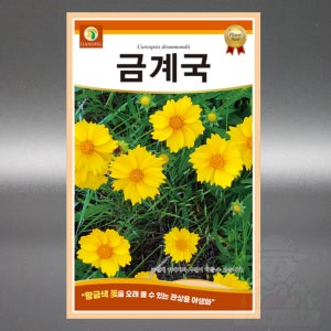 다농 금계국 200립 야생화 국화과 한두해살이 꽃 금계국 씨앗 씨 종자