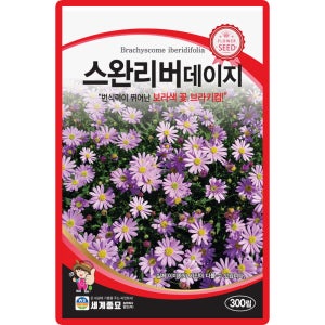 세계종묘 스완리버 데이지 씨앗 300립 다년생 보라색꽃 브라키컴 꽃씨 종자