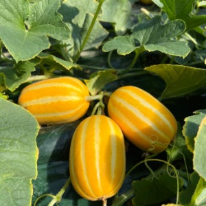당도선별 성주 산지직송 고당도 꿀참외 가정용 선물용 10kg