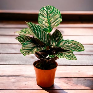 미미네아쿠아 칼라데아 키우기 - 오나타