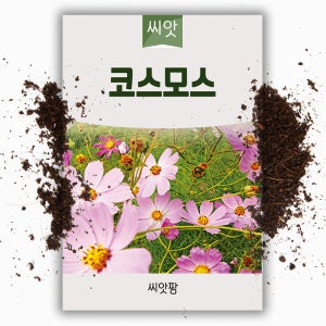 야생화 꽃씨 코스모스 씨앗 4g 국화과 한해살이 일년생립