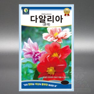 다알리아 혼색 100립 야생화 국화과 다년생 고급 꽃 씨앗 씨 종자