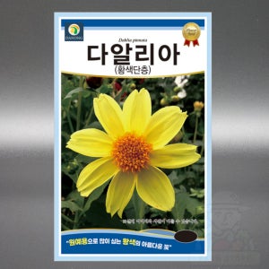 다알리아 황색단층 100립 야생화 국화과 다년생 고급 꽃 씨앗 씨 종자