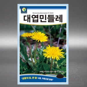 대엽 민들레 1000립 민들레 금황색 야생화 국화과 다년생 고급 꽃 씨앗 씨 종자