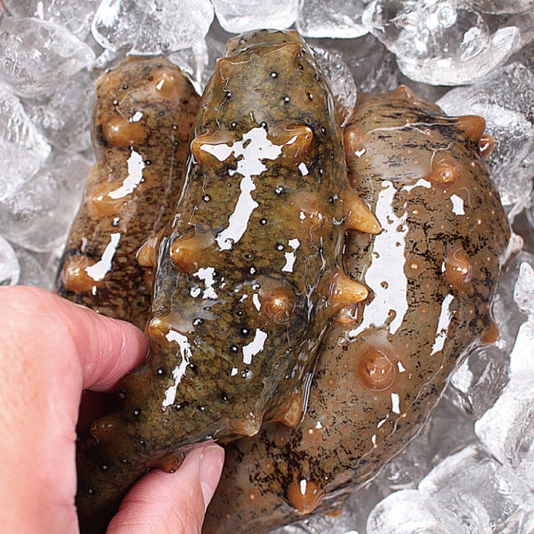 통영 거제도 제철 활 자연산 해녀 참해삼 홍해삼 해삼 500g