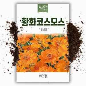야생화 꽃씨 황코스모스 씨앗 200립 국화과 한해살이 일년생