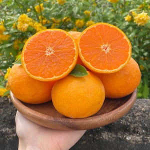 제주 카라향 진지향 감귤 10kg