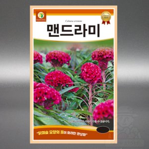 다농 맨드라미 2g 야생화 비름과 일년생 꽃 씨앗 씨 종자