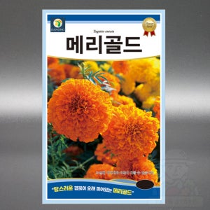 아프리칸 메리골드 씨앗 100립 천수국 야생화 국화과 일년생 꽃 씨앗 씨 종자