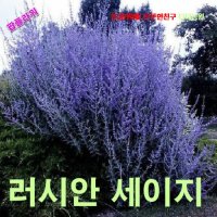 팝플라워 러시안세이지 (Russian Sage)씨앗 5립