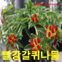 씨앗 팝플라워 빨강갈퀴나물(Kidney Vetch) 10립