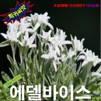 (희귀씨앗) 에델바이스(서양솜다리) 25립