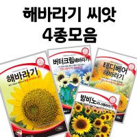 해바라기 씨앗 4종 모음