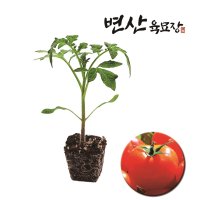 토마토 모종 완숙 내병계